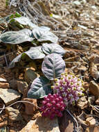 Sivun Asclepias solanoana Woods. kuva