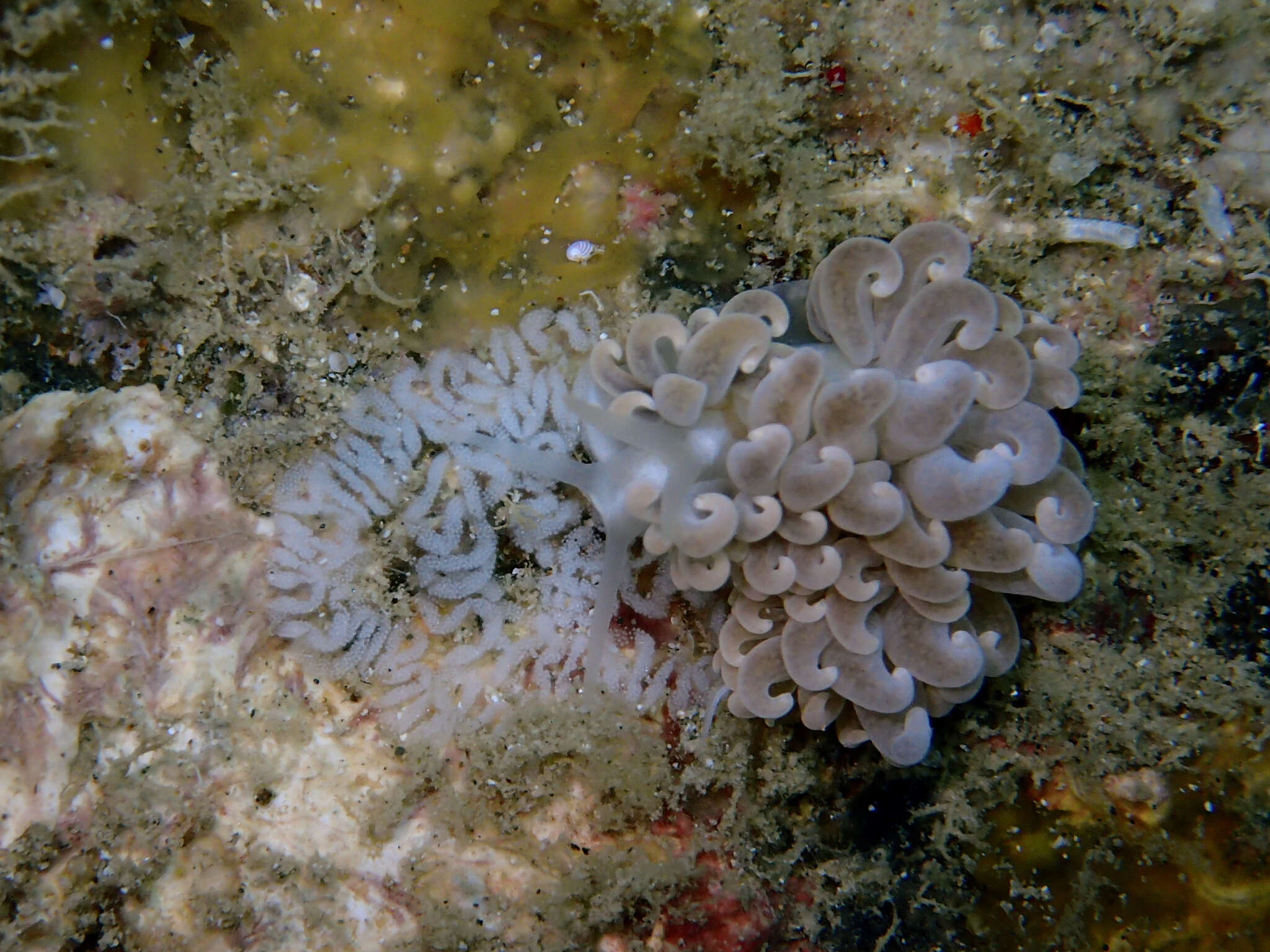 Imagem de Phyllodesmium parangatum Ortiz & Gosliner 2003