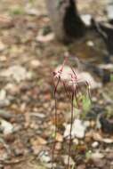 Image of Caladenia erythronema A. P. Br. & G. Brockman