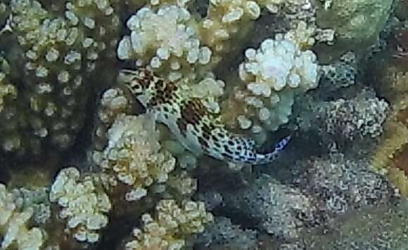 Image of Coral Hawkfish