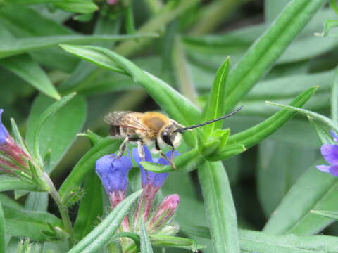 Image of Eucera nigrescens Pérez 1879