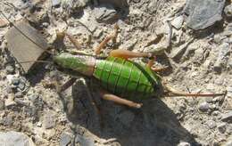 Image de Anonconotus occidentalis Carron, G. & Wermeille 2002