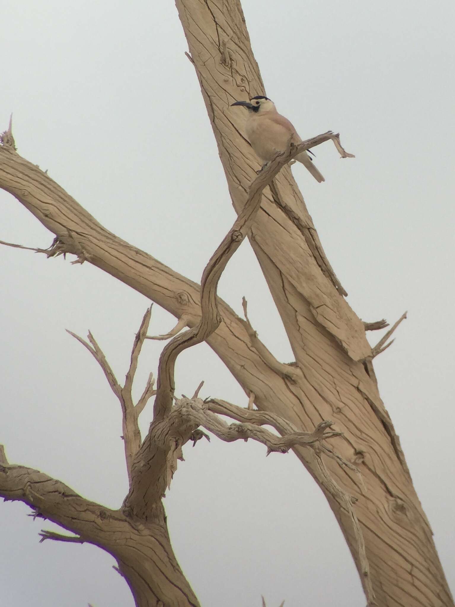 Image of Biddulph's Ground Jay