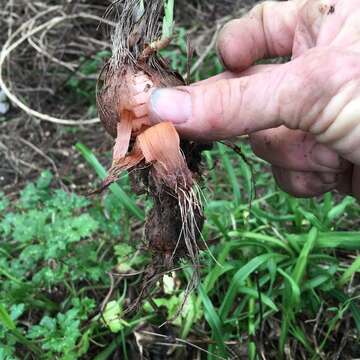 Image of bulbil bugle-lily