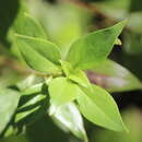 Image of Bouvardia longiflora (Cav.) Kunth