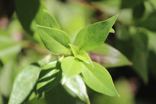 Imagem de Bouvardia longiflora (Cav.) Kunth