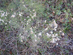 Image of Slender Goldentop