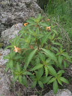 Image of Impatiens rothii Hook. fil.