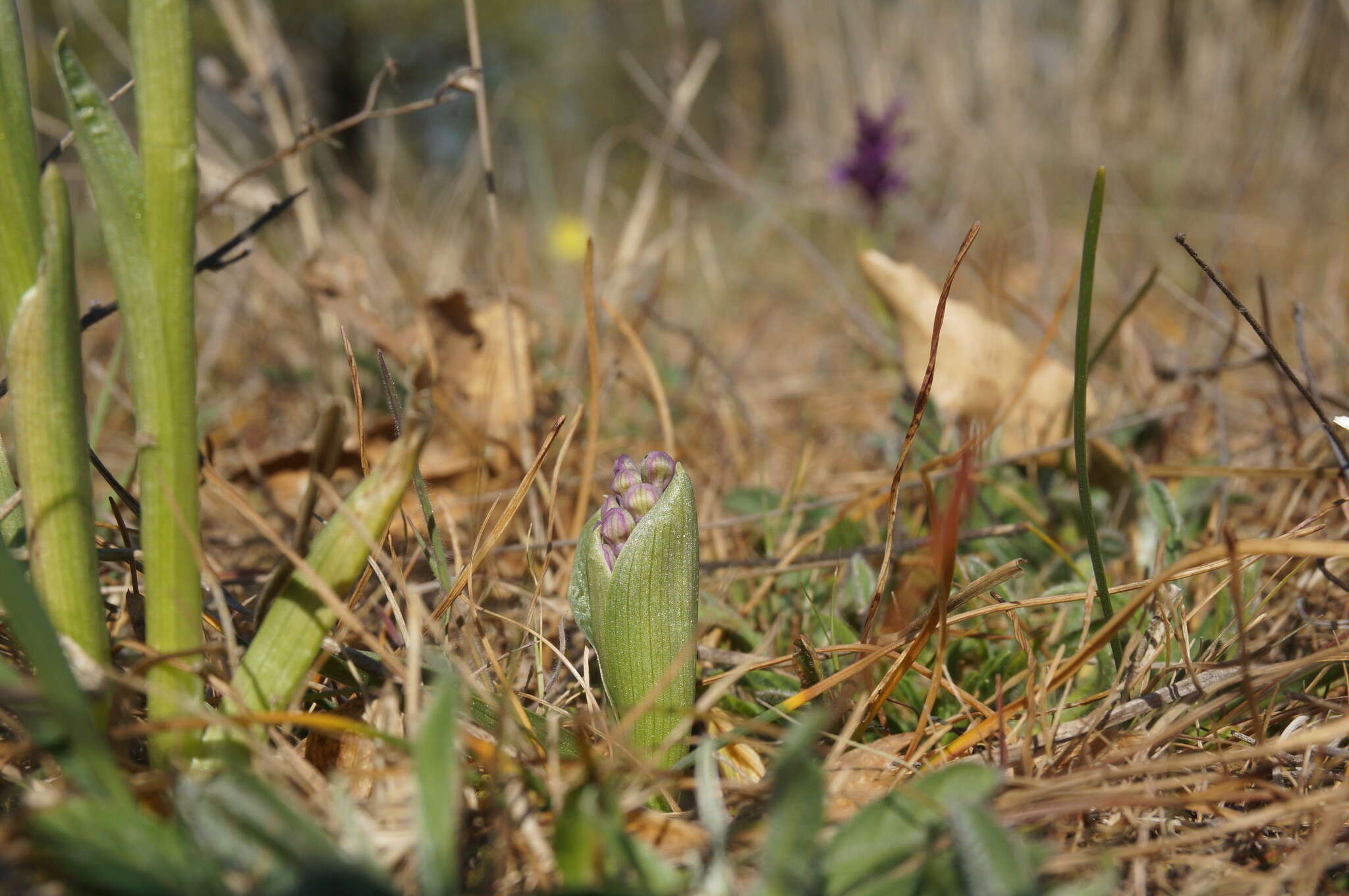 Anacamptis morio subsp. caucasica (K. Koch) H. Kretzschmar, Eccarius & H. Dietr. resmi