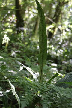 Image of Leptochilus hemionitideus (C. Presl) Noot.