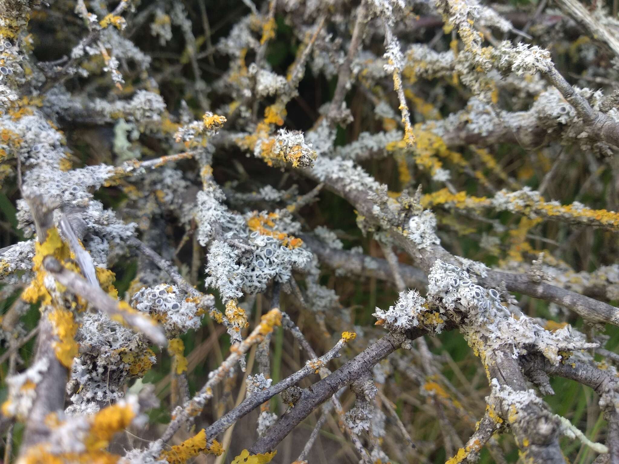 Image of rosette lichen