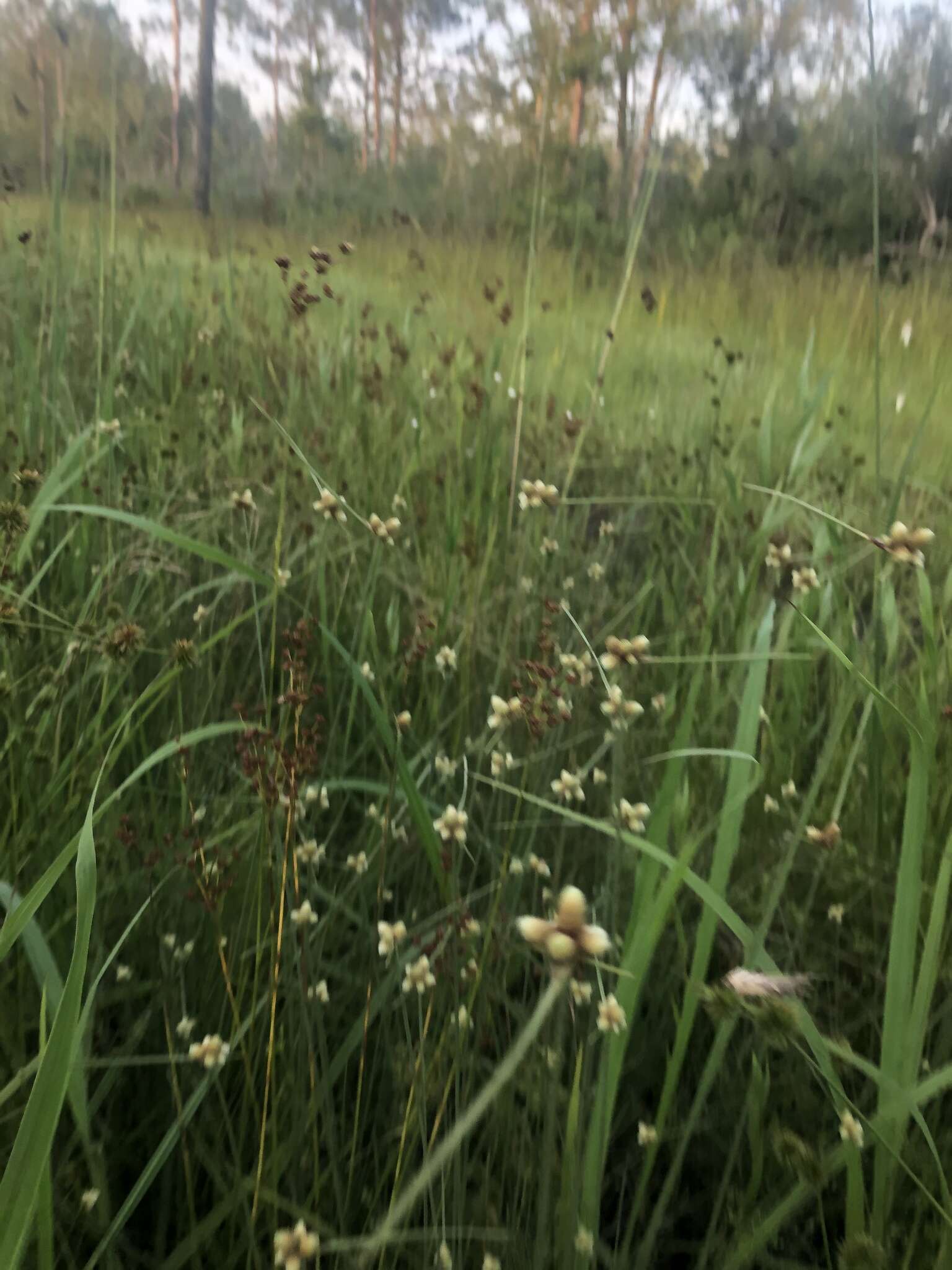 Image of American Halfchaff Sedge