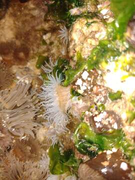 Image of Striped anemone