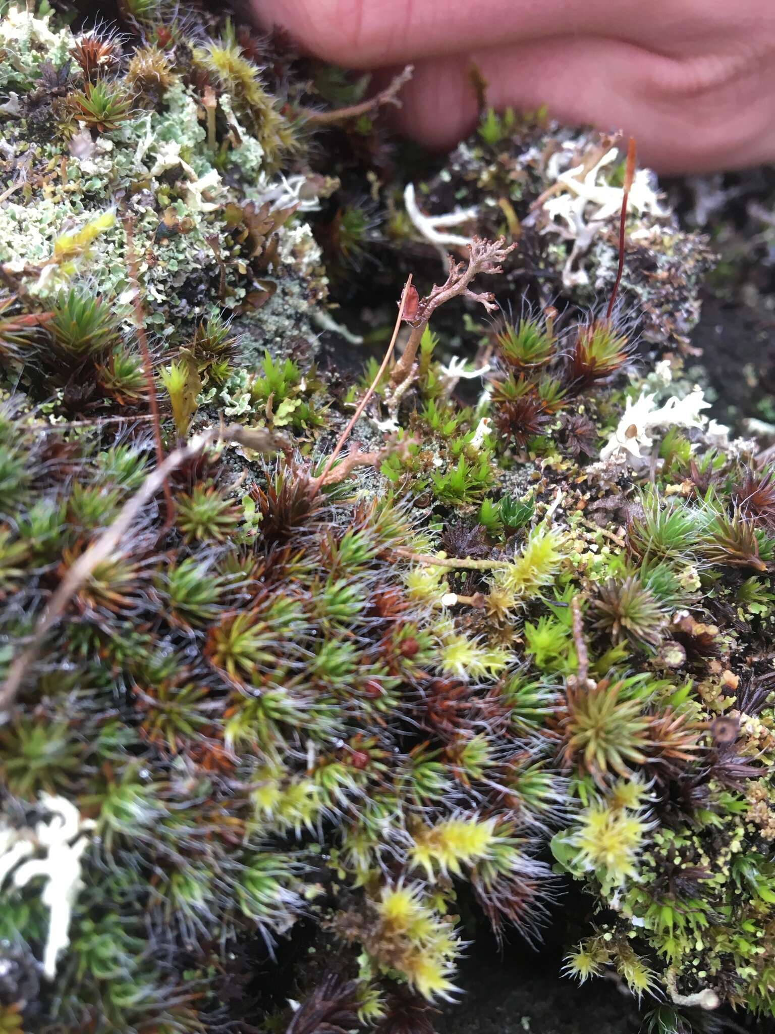 Image of Polytrichum moss