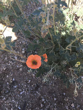 Image of caliche globemallow