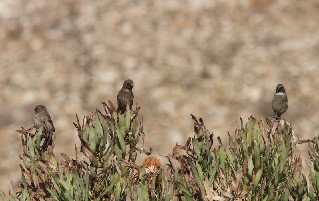 Image of Protea Canary