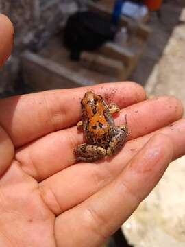 Imagem de Leptodactylus fragilis (Brocchi 1877)