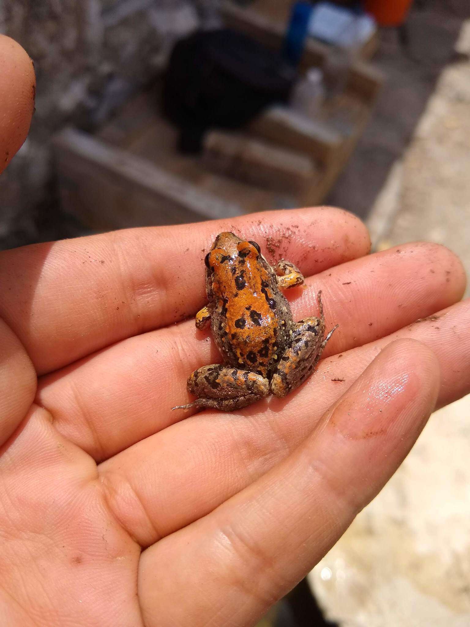 Image of American White Lipped Frog