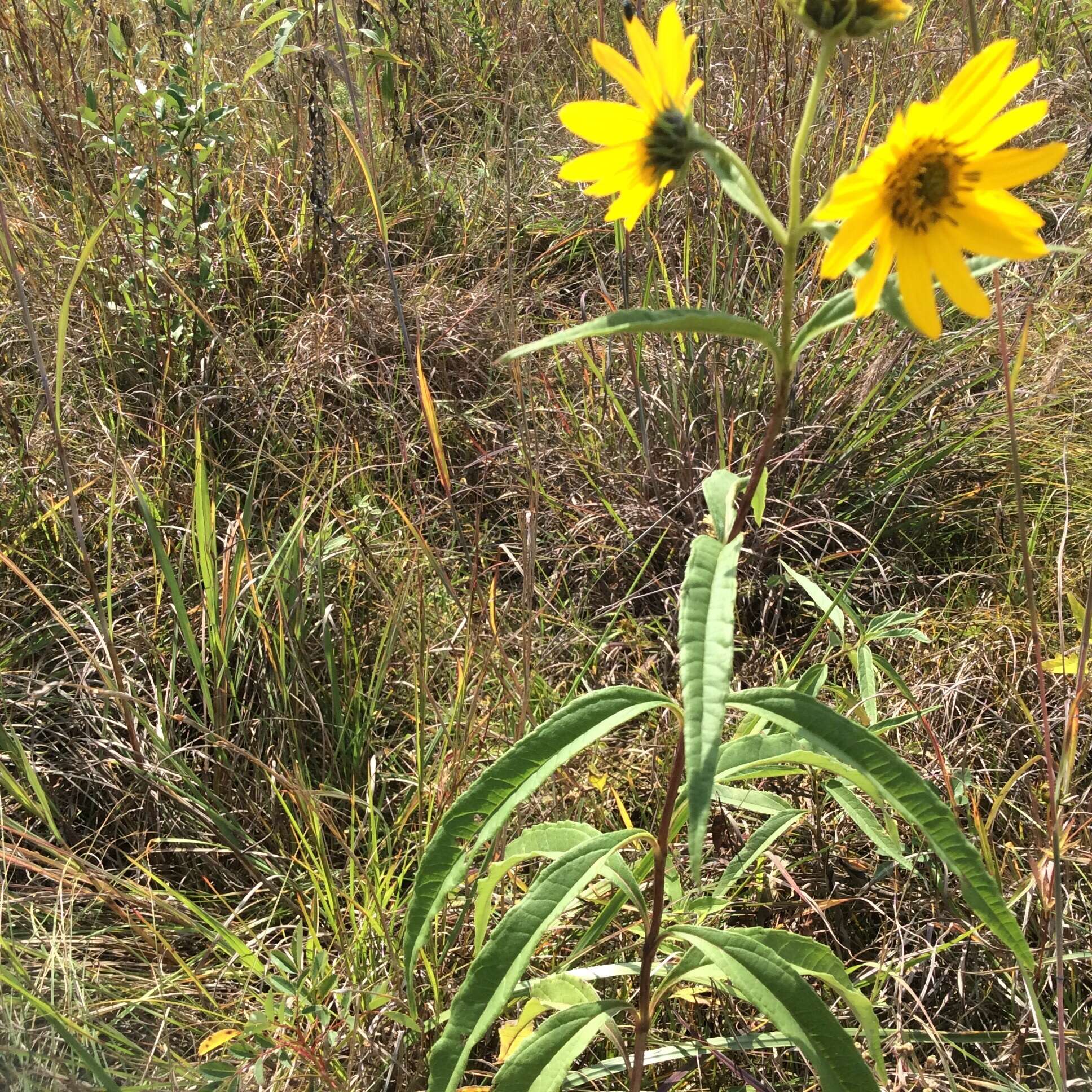 Sivun Helianthus grosseserratus M. Martens kuva