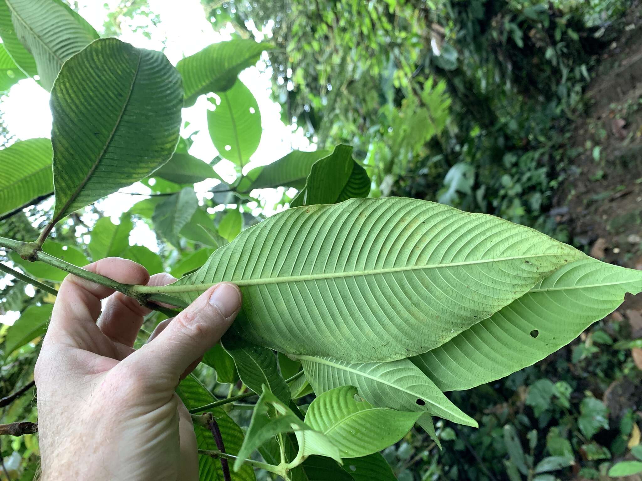 Image of Psychotria dives (Standl.) C. M. Taylor