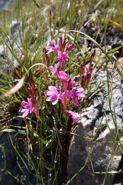 Imagem de Watsonia paucifolia Goldblatt