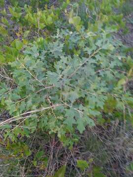 Image of Bear Oak