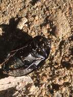 Image of Lesser silver water beetle