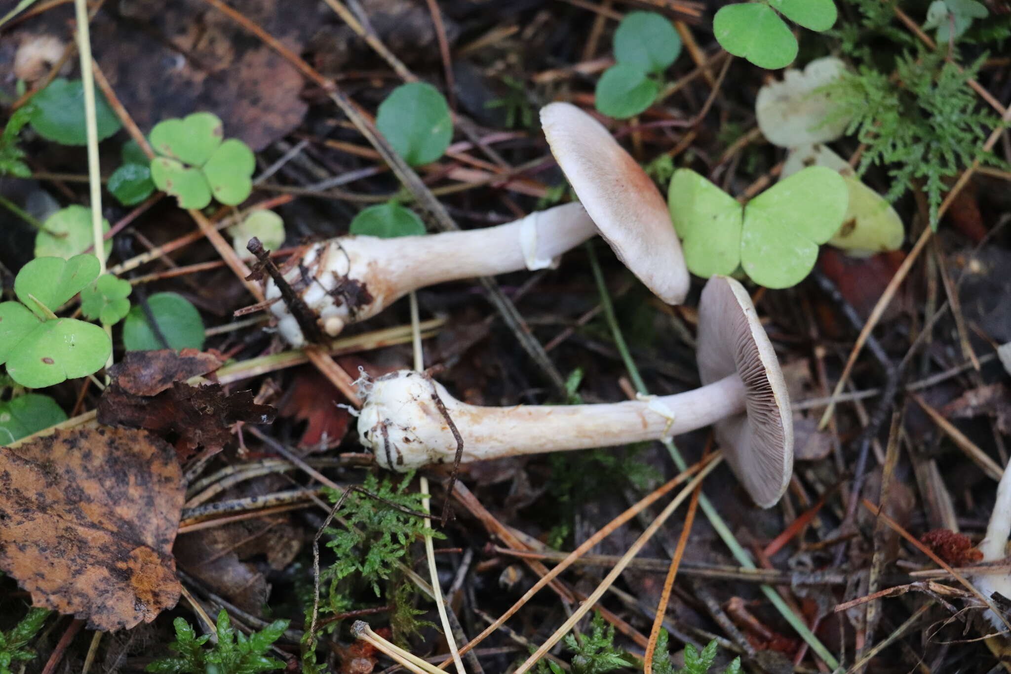 Image of Agaricus semotus Fr. 1863