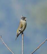 Image of Black-headed Greenfinch