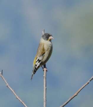 Image of Black-headed Greenfinch