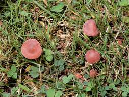 Слика од Calocybe carnea (Bull.) Donk