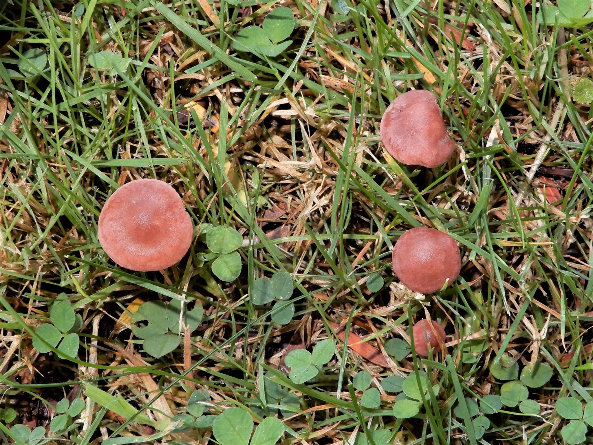 Image of Calocybe carnea (Bull.) Donk