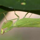 Image of Rhombomantis longipennis Wang, Ehrmann & Borer 2021