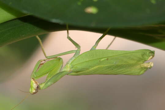 Image of Rhombomantis longipennis Wang, Ehrmann & Borer 2021