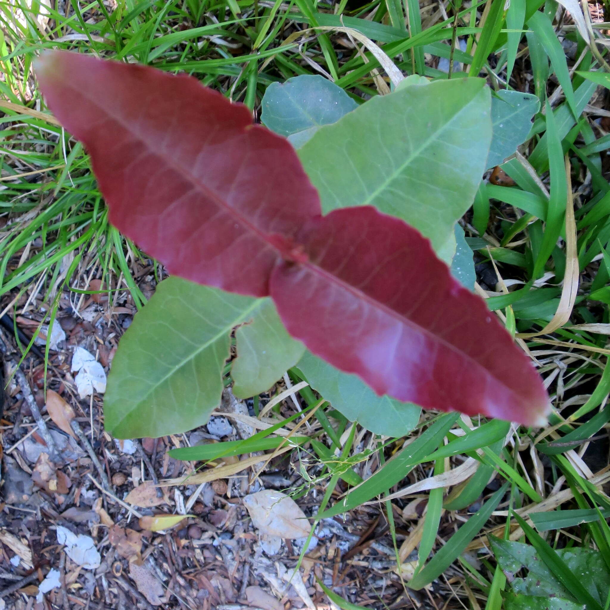 Image de Lauridia tetragona (L. fil.) R. H. Archer