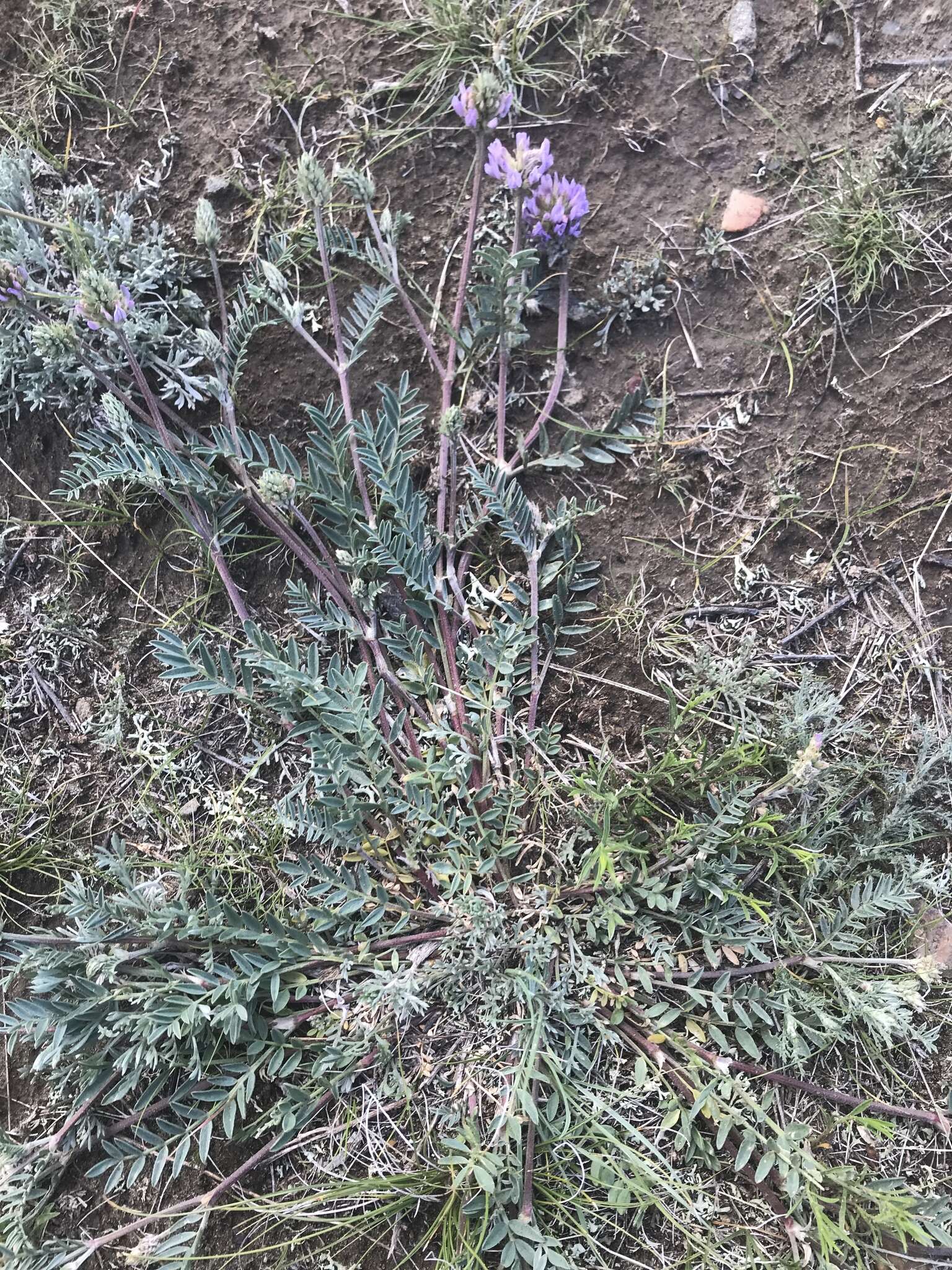 Image of prairie milkvetch