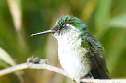 Image of White-bellied Mountain-gem