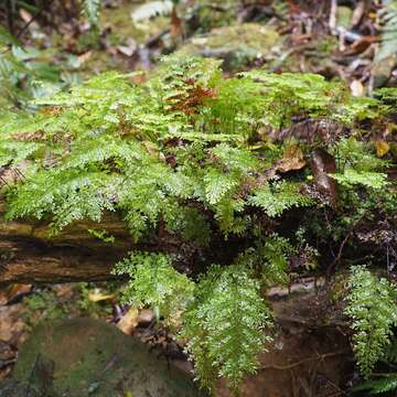 Image of Hymenophyllum deplanchei Mett. ex Kuhn