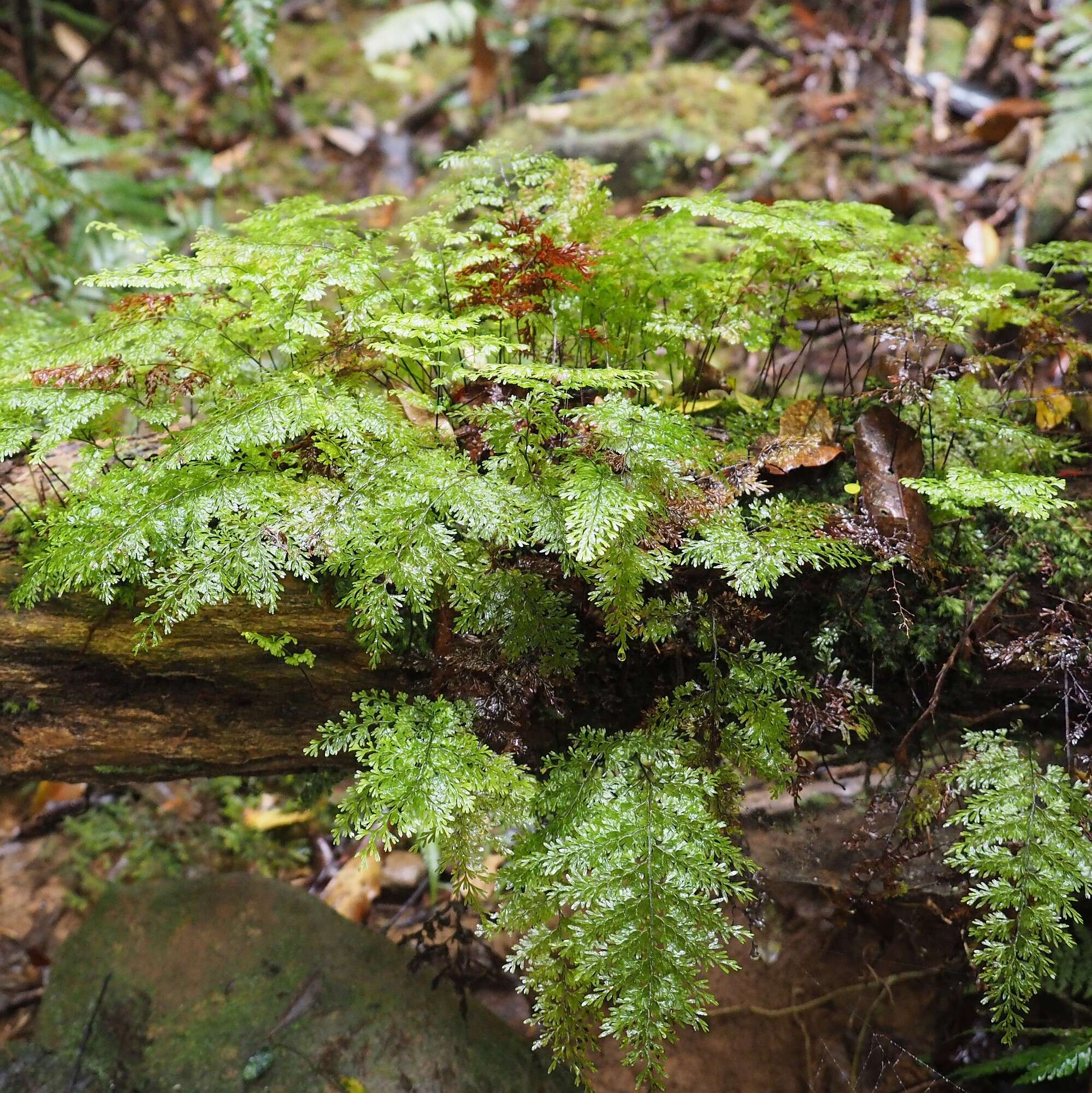 Image de Hymenophyllum deplanchei Mett. ex Kuhn