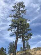 Image de Pinus ponderosa var. ponderosa