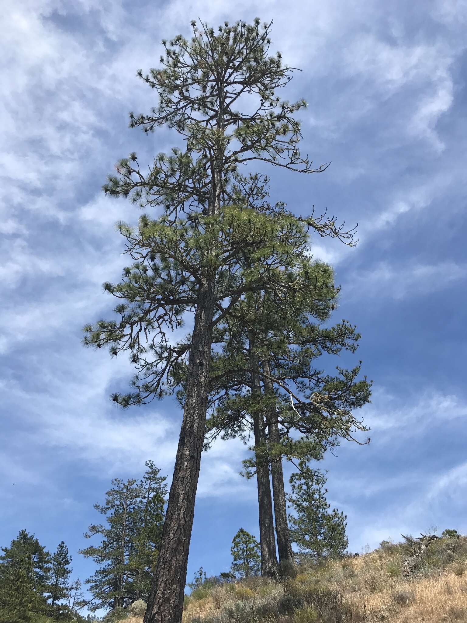 Image of ponderosa pine