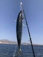 Image of Pacific Chub Mackerel