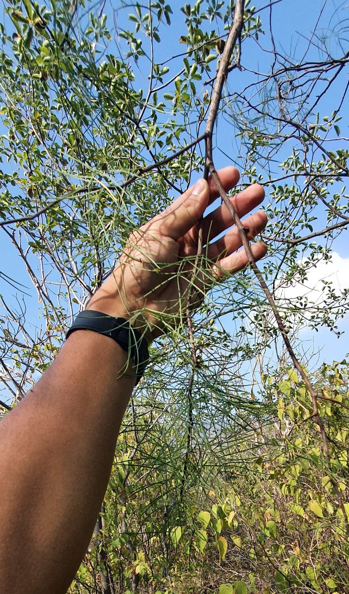 Image of Bursera paradoxa F. Guevara-Fefer & J. Rzedowski