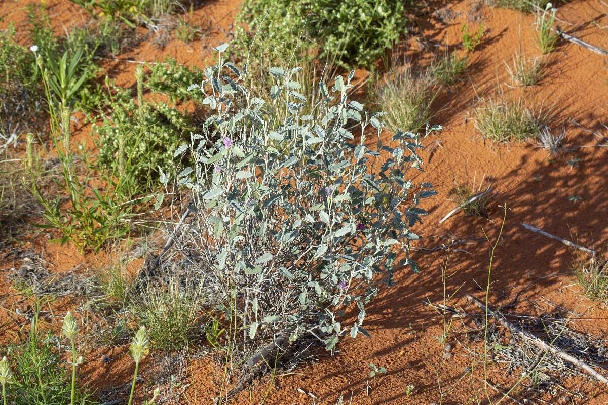 Image of Hill hibiscus