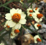 Image of Zinnia angustifolia var. greggii (B. L. Rob. & Greenm.) Mc Vaugh