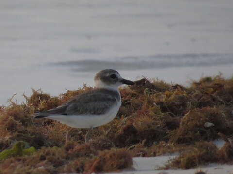 Слика од Charadrius wilsonia Ord 1814