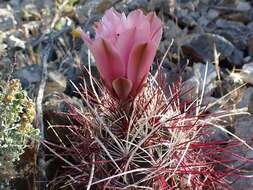 Image de Sclerocactus polyancistrus (Engelm. & J. M. Bigelow) Britton & Rose