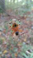 Image of Angulate & Roundshouldered Orbweaver