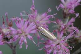 صورة Catoptria radiella Hübner (1810)