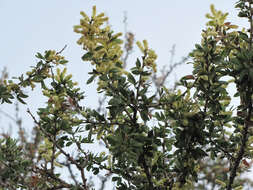 Image of Vachellia bilimekii (J. Macbr.) Seigler & Ebinger